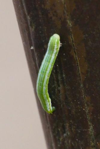 Thera sp.